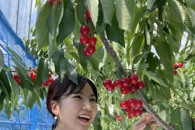 人生初・さくらんぼ狩り！！🍒🍒🍒