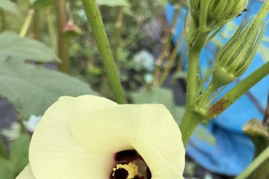 この花って、、、