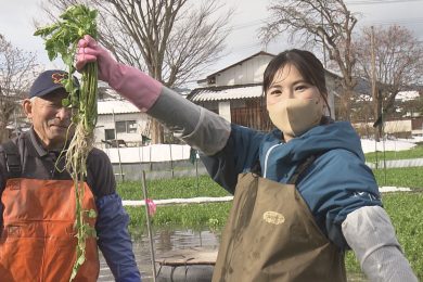 堀込セリ収穫体験！