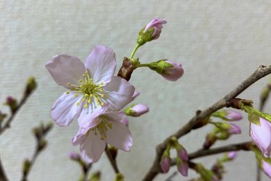 潤いあれば花も咲く🌱