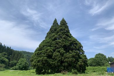 トトロの木🌳