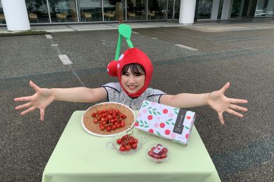 さくらんぼ便り🍒