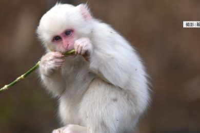 「吾妻の白猿　山の神の使いを追って…」＜2024年1月20日放送＞