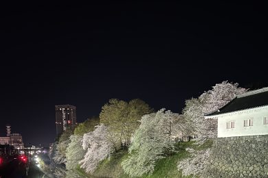夜桜の七