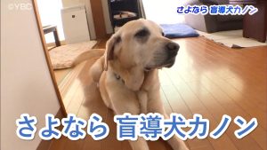 【ピヨ卵ワイド特集】さよなら盲導犬カノン