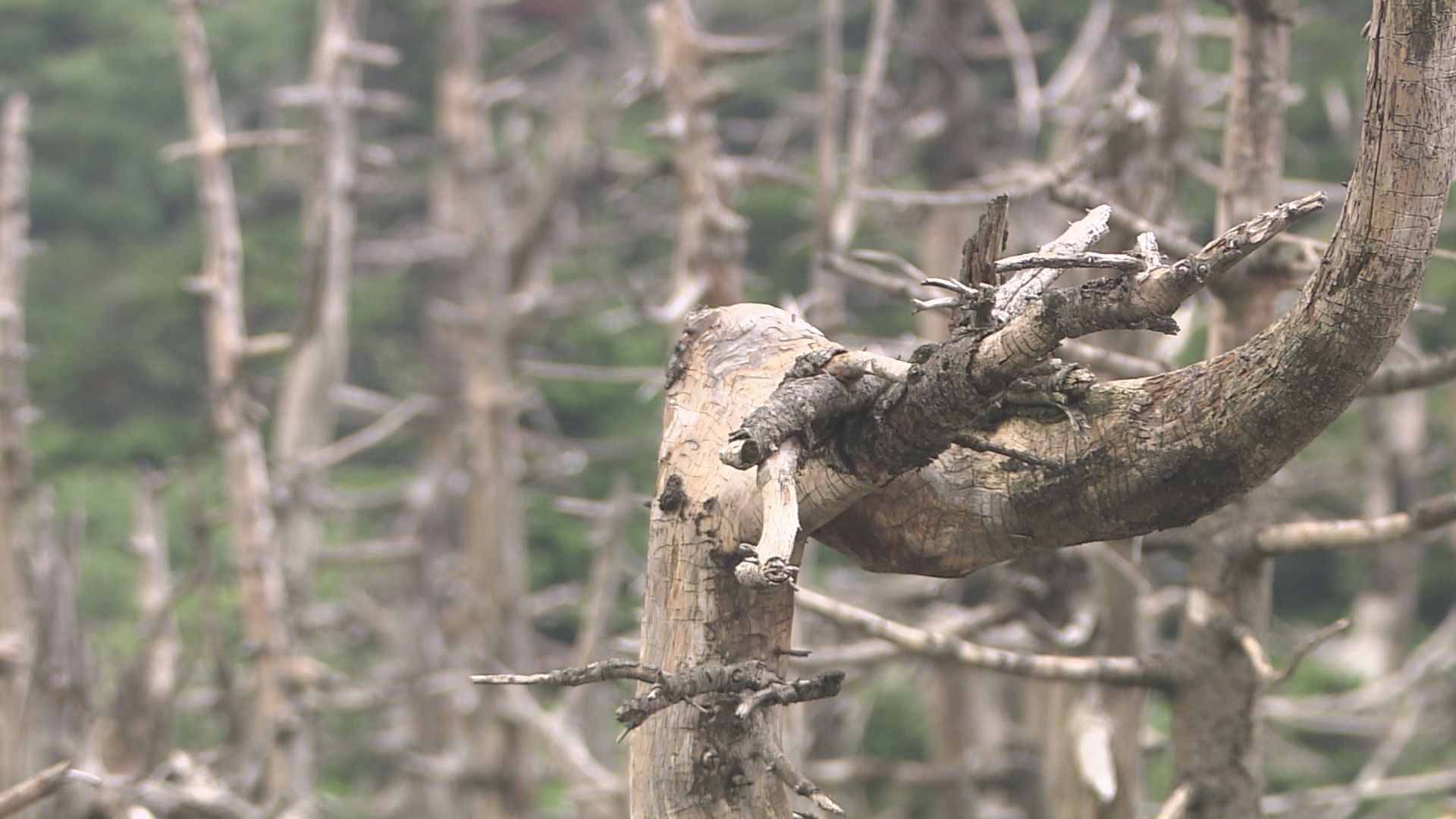消えゆく樹氷（モンスター）＜2025年3月15日放送＞ - YBC 山形放送