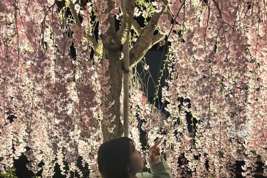 二回目の春
