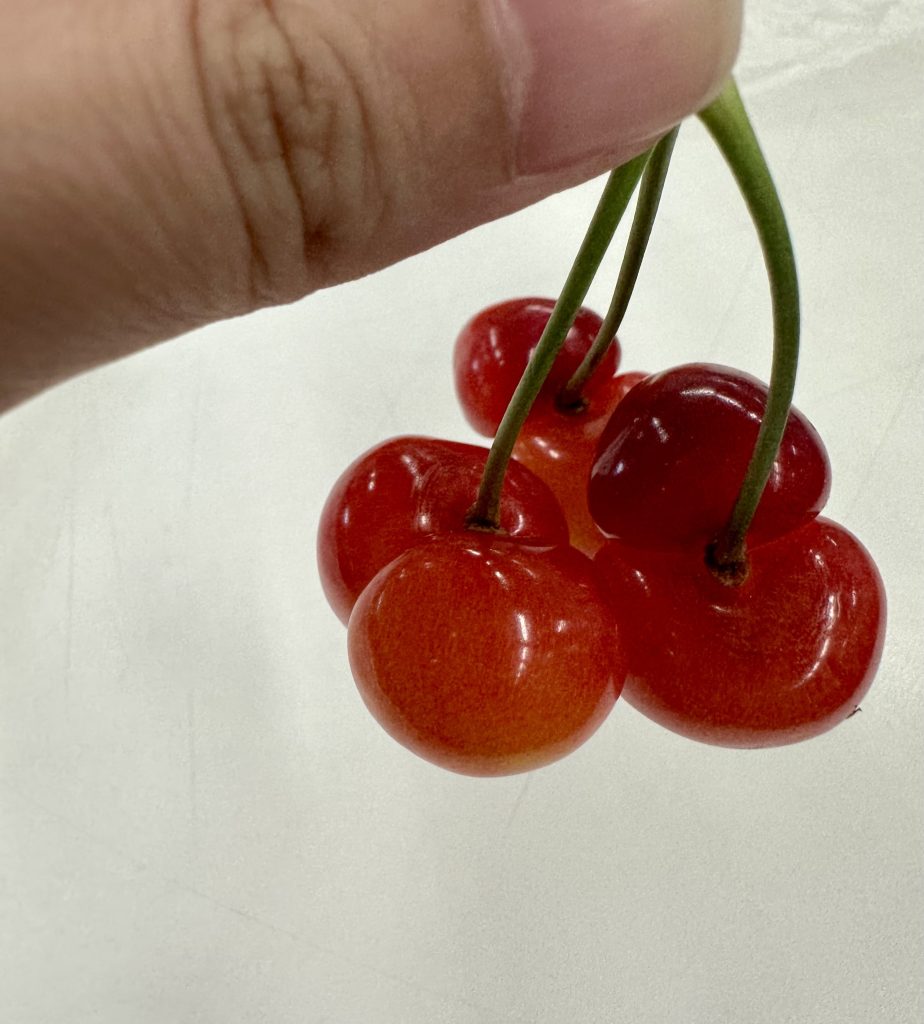 大家族さくらんぼ。