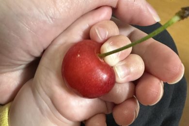 さくらんぼって大きいの～？いろいろさくらんぼ🍒