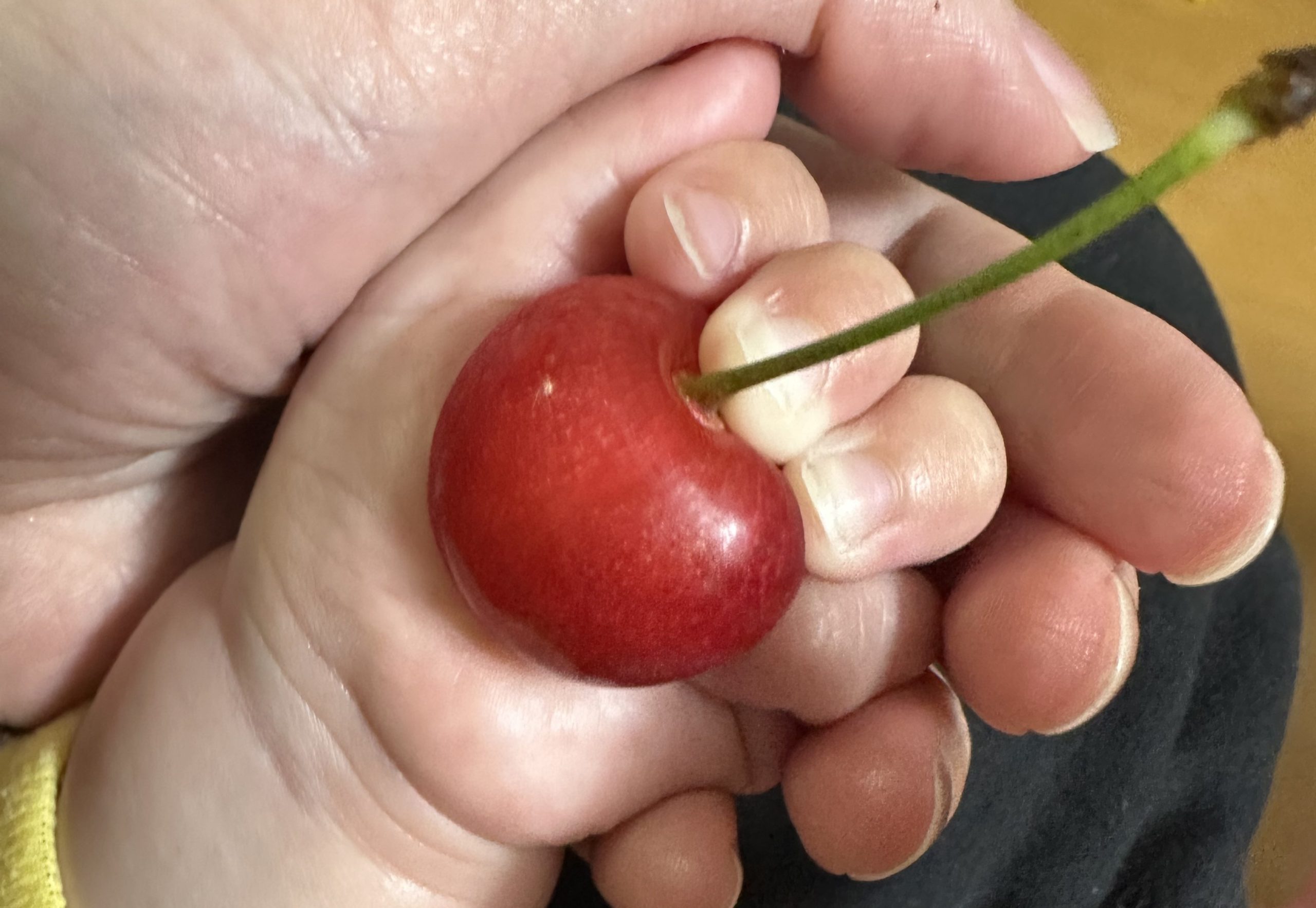 さくらんぼって、おおきいの～？?いろいろさくらんぼ🍒