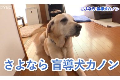 【ピヨ卵ワイド】特集 さよなら盲導犬カノン