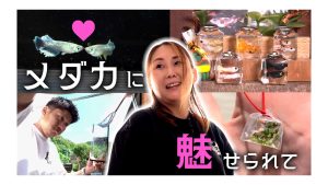 【ピヨ卵ワイド　特集】メダカと山形の魅力が融合！？　奥深いメダカの世界