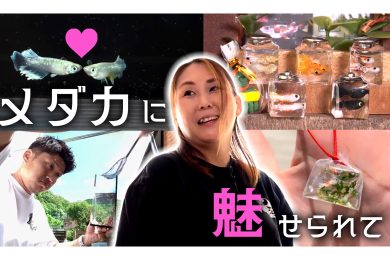 【ピヨ卵ワイド　特集】メダカと山形の魅力が融合！？　奥深いメダカの世界