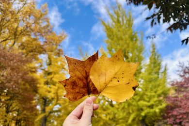 秋が去る前に…
