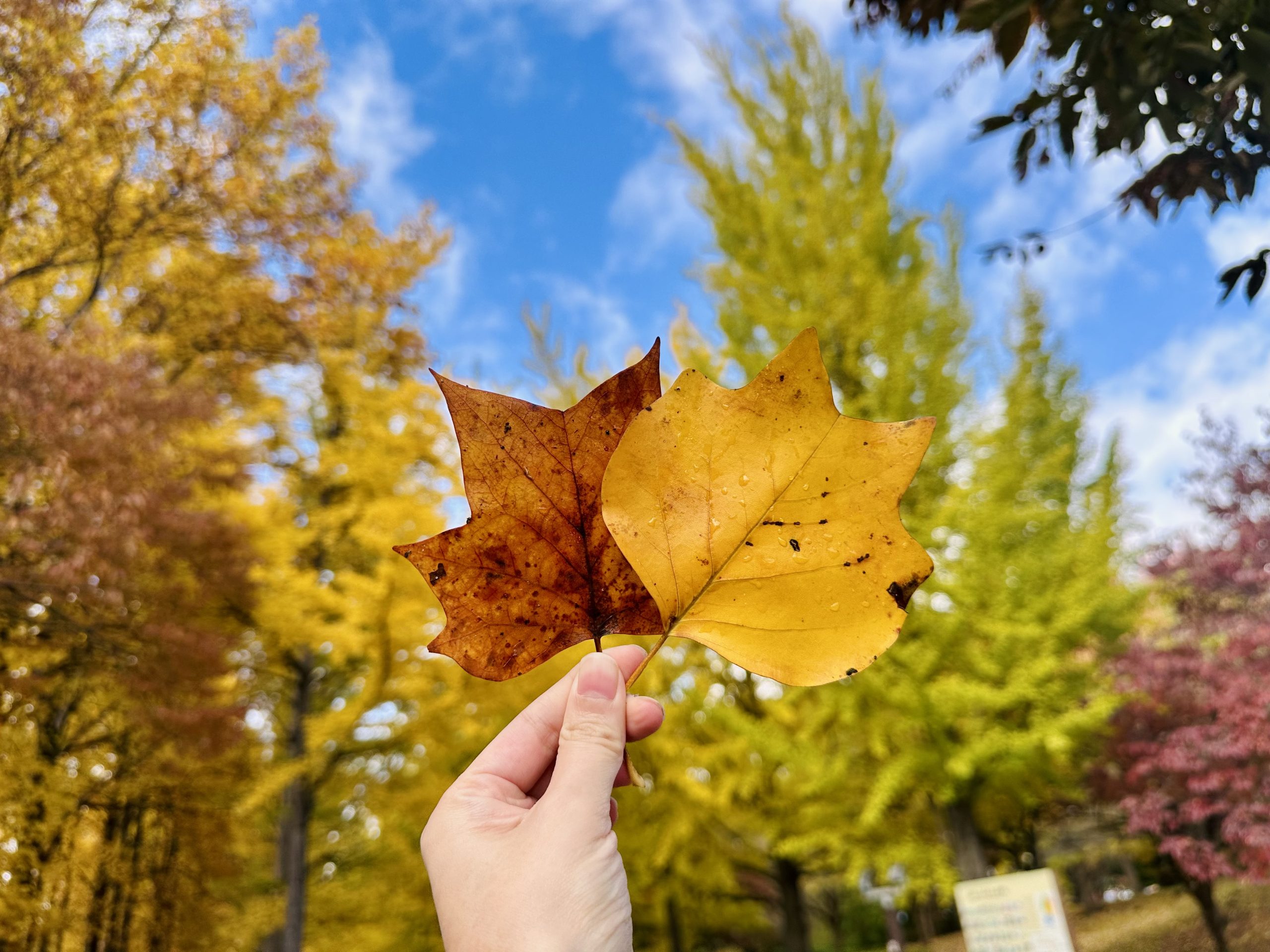 秋が去る前に…