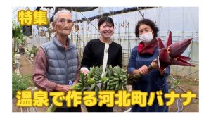 【ピヨ卵ワイド　特集】温泉で作る河北町のバナナ