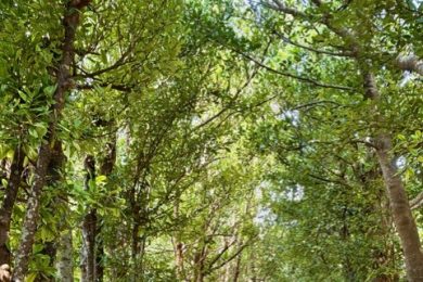 『奥山クリニック　ぼやき外来　臨時オープン』2026.2.21