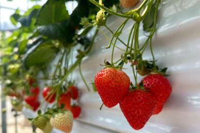 クイズ！何個食べたでしょう🍓