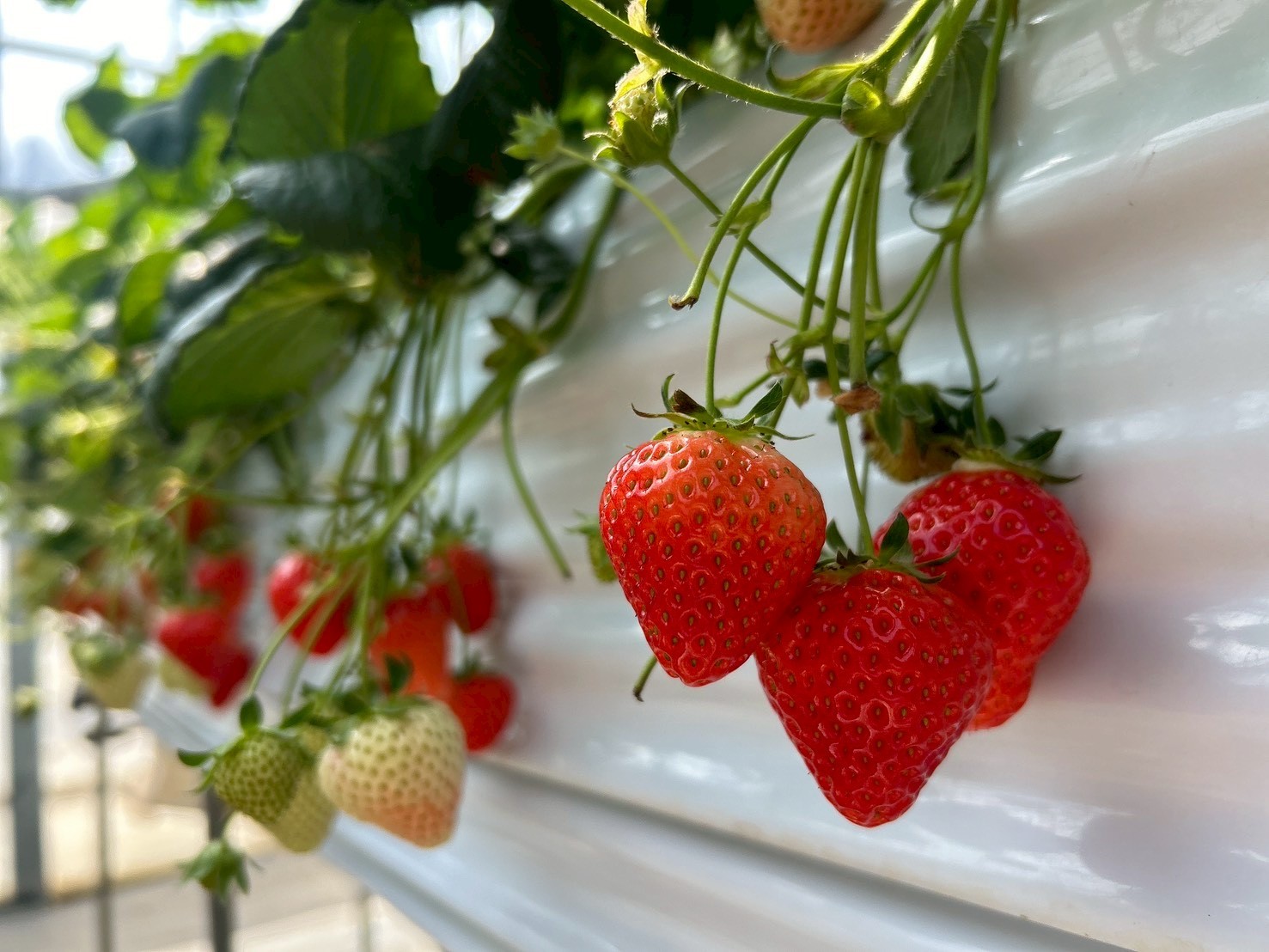 クイズ！何個食べたでしょう🍓