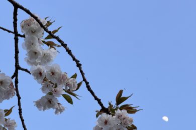 弾丸！青森食い倒れツアー②