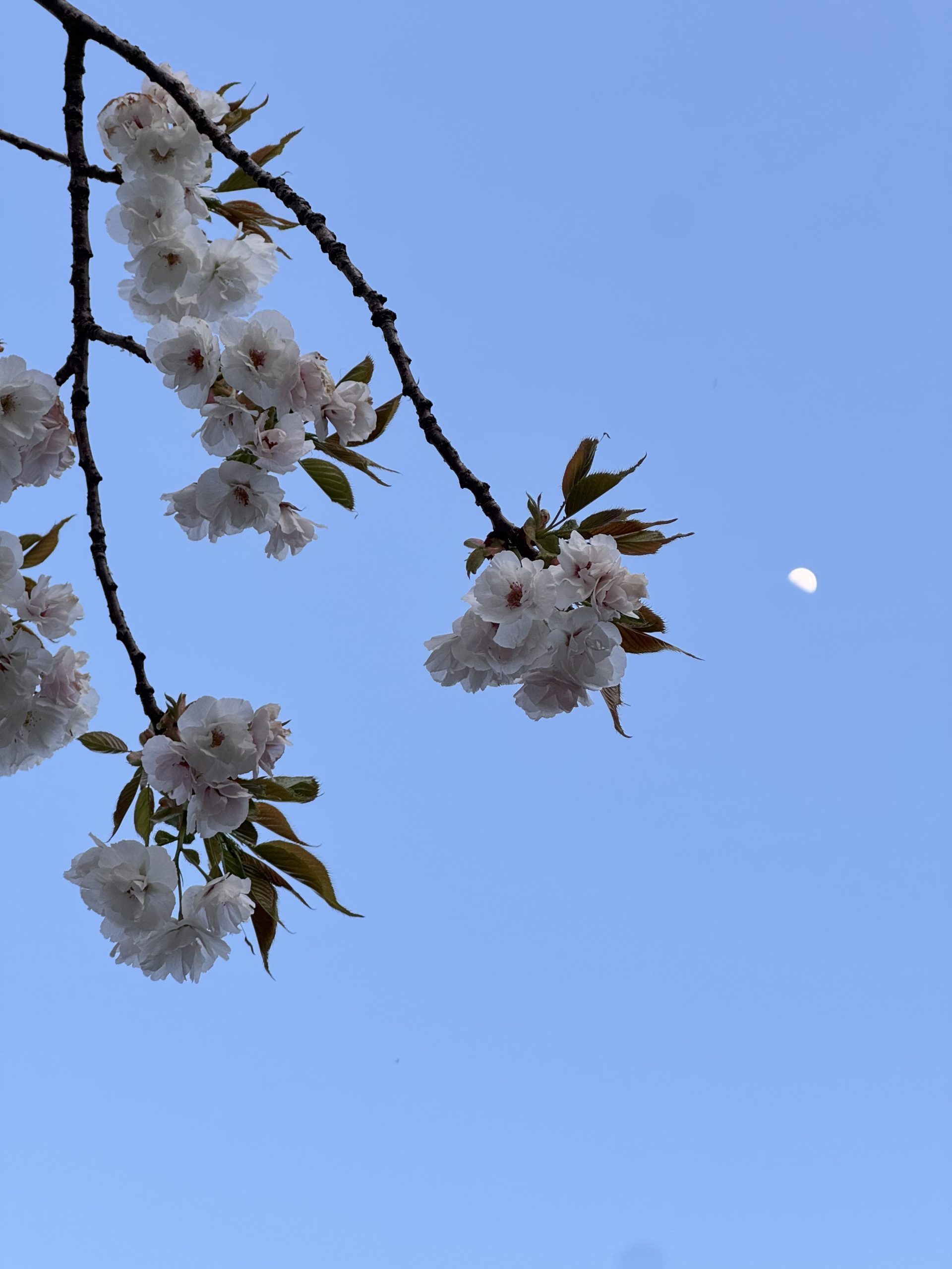 弾丸！青森食い倒れツアー②